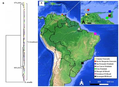 Molecular Inferences on Scomberomorus brasiliensis, From the Western South Atlantic, Based on Two Mitochondrial Genes